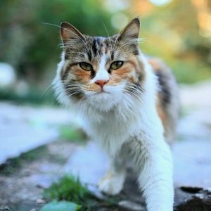 Meet your Posher, Cassandra